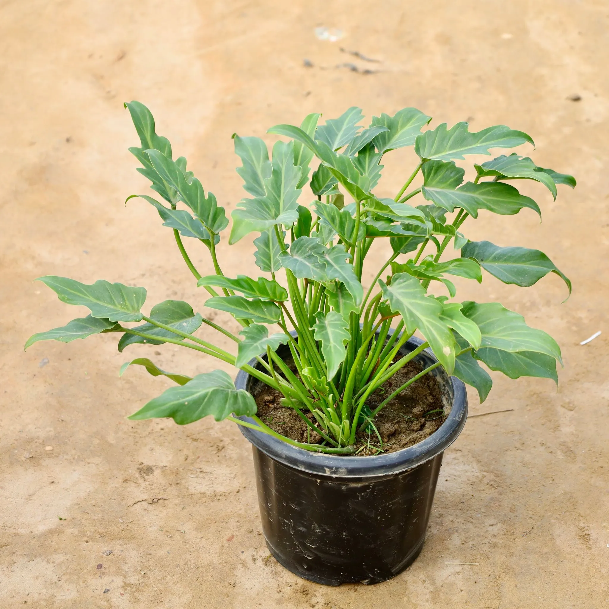 Xanadu Green in 8 Inch Nursery Pot