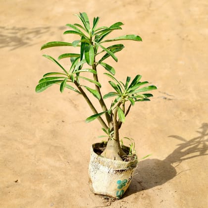 Buy Adenium (Any Colour) in 6 Inch Nursery Bag Online | Urvann.com