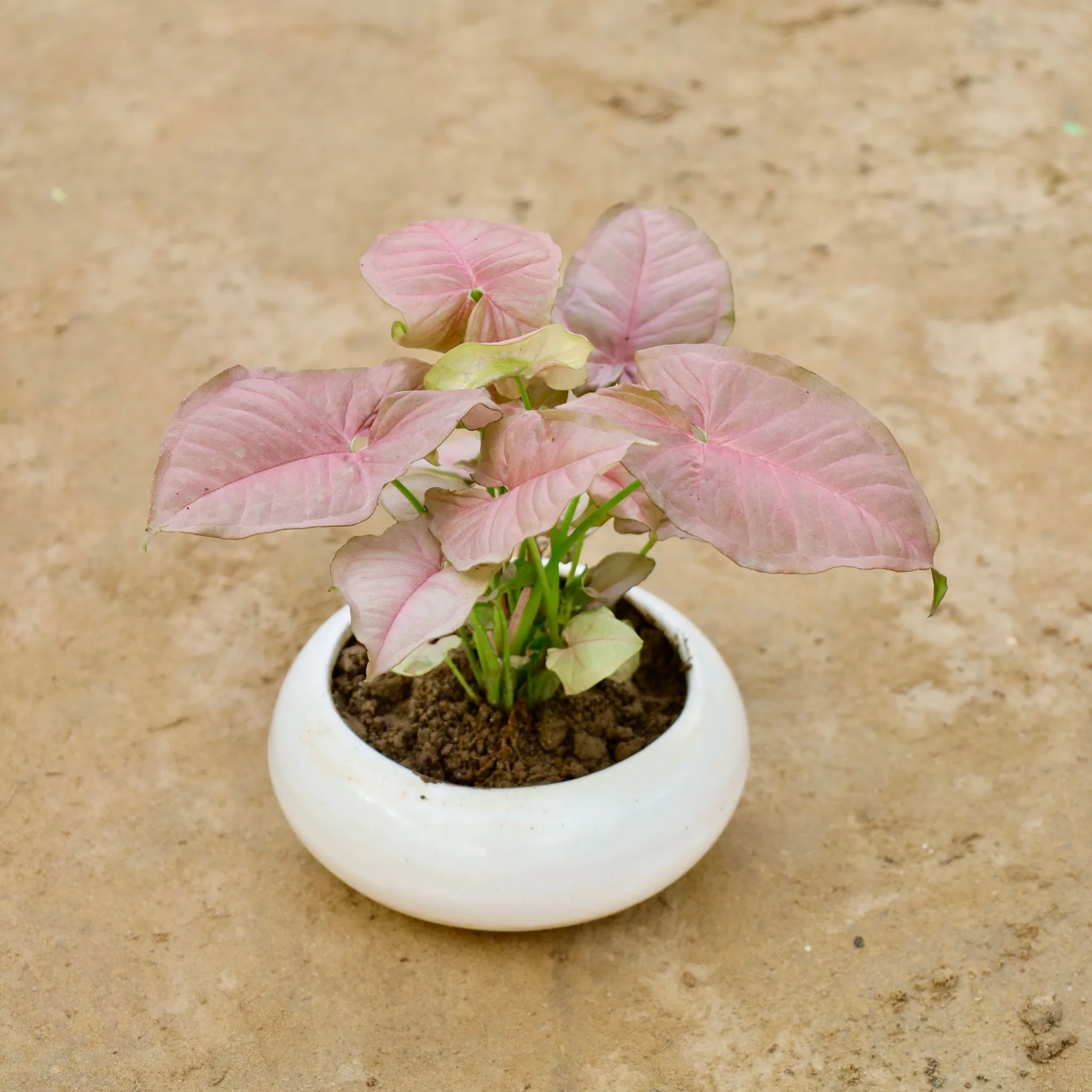 Syngonium Pink in 6 Inch Premium Ceramic Bowl (Any Colour)