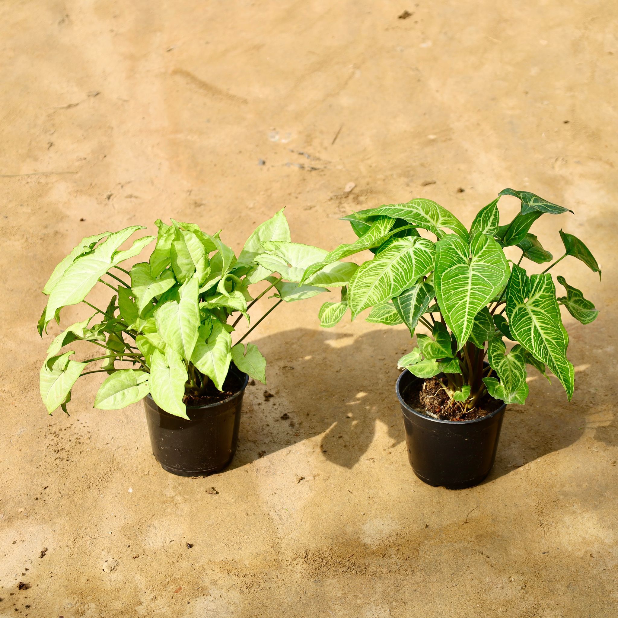 Set of 2 - Syngonium (White & Green) in 6 Inch Nursery Pot