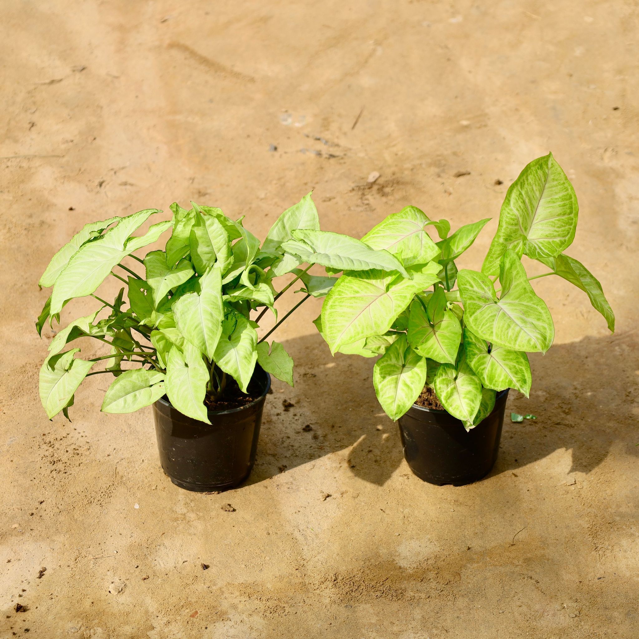 Set of 2 - Syngonium (Golden & White) in 6 Inch Nursery Pot