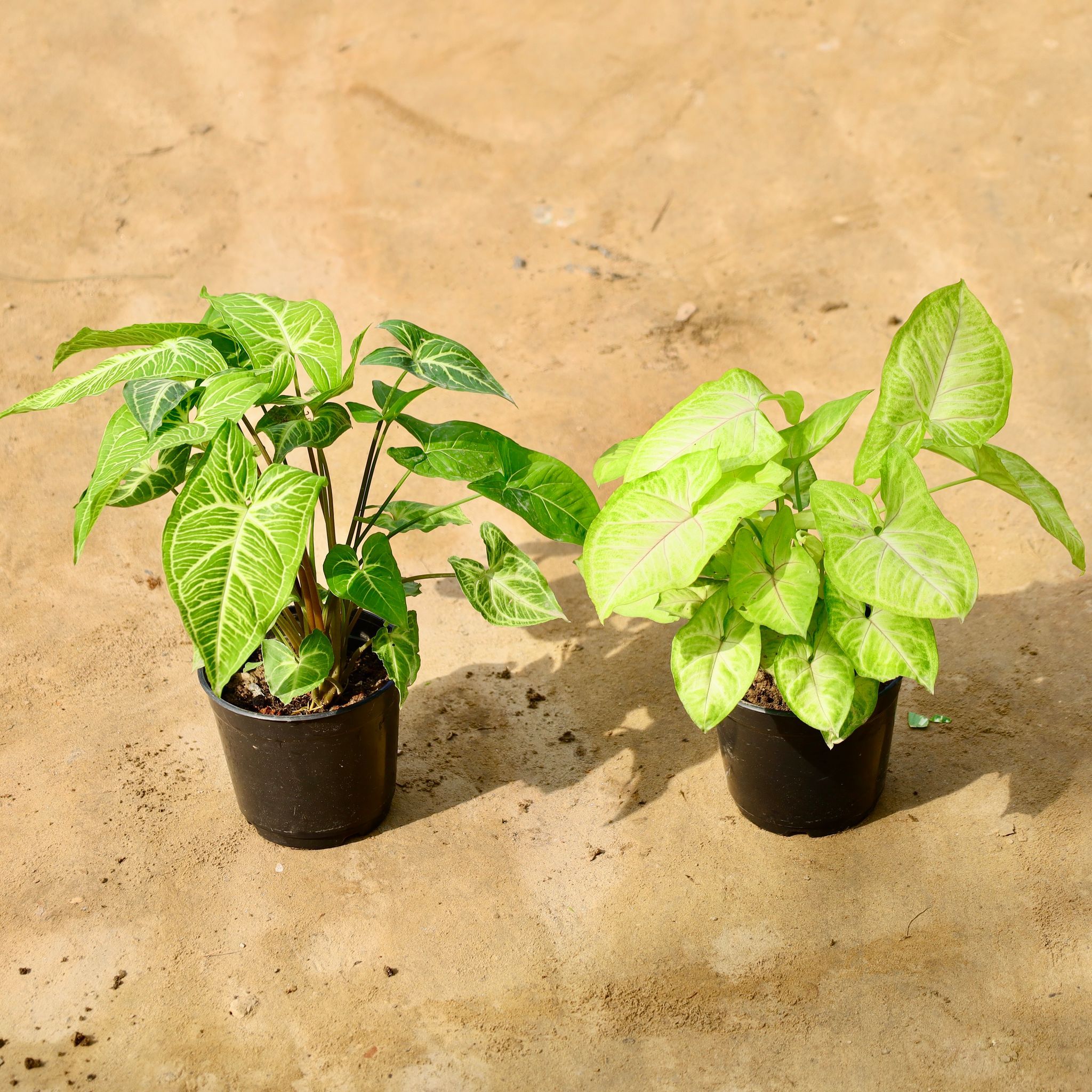 Set of 2 - Syngonium (Golden & Green) in 6 Inch Nursery Pot