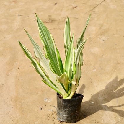 Buy Furcraea in 8 Inch Nursery Bag Online | Urvann.com