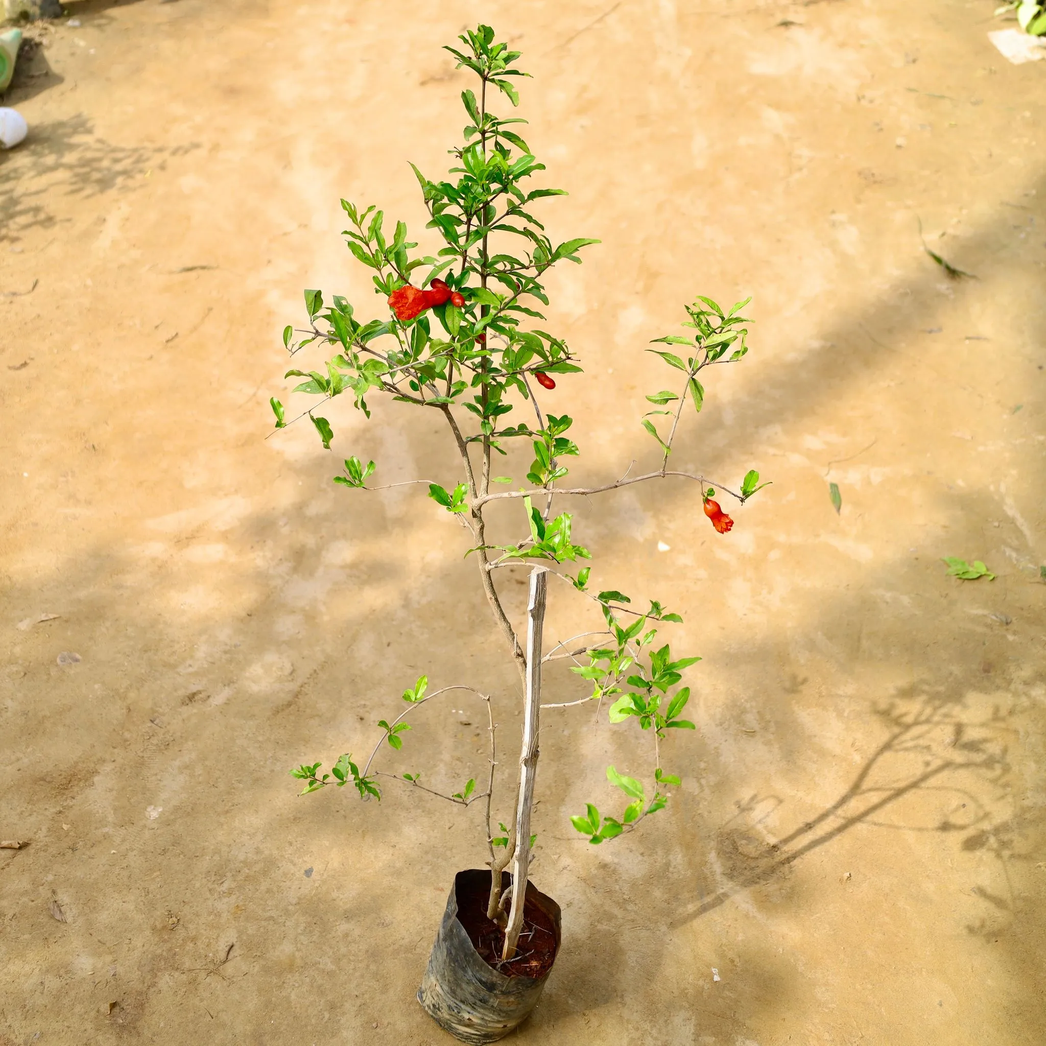 Anar / Pomegranate in 8 Inch Nursery Bag