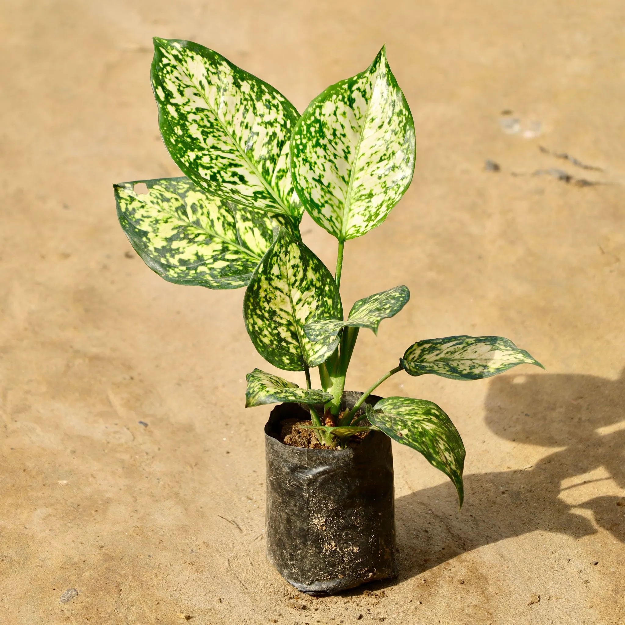 Aglaonema White in 4 Inch Nursery Bag