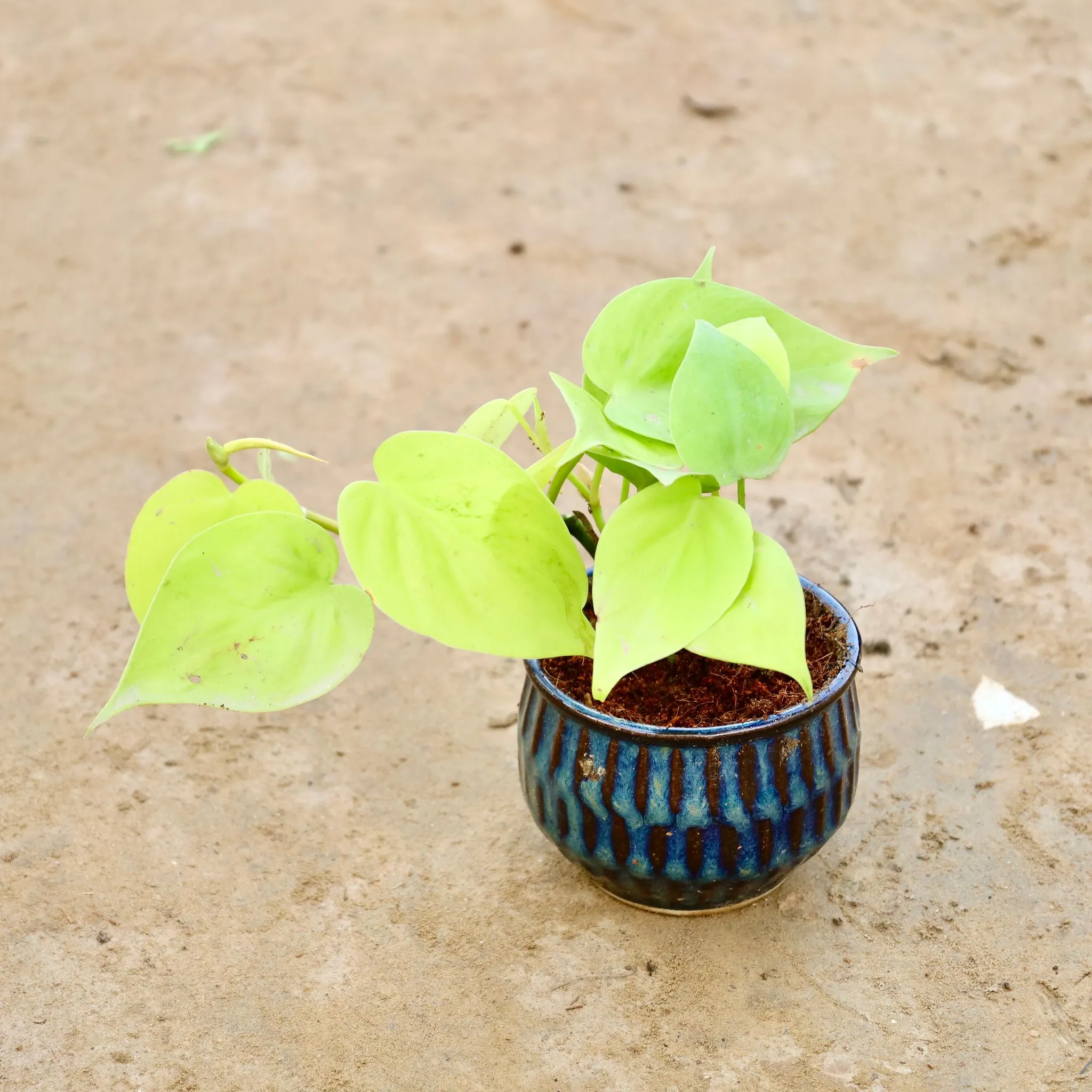 Golden Oxycardium in 4 Inch Blue Textured Ceramic Pot