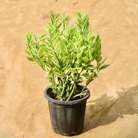 Pedilenthus / devil's backbone in 8 Inch Nursery Pot