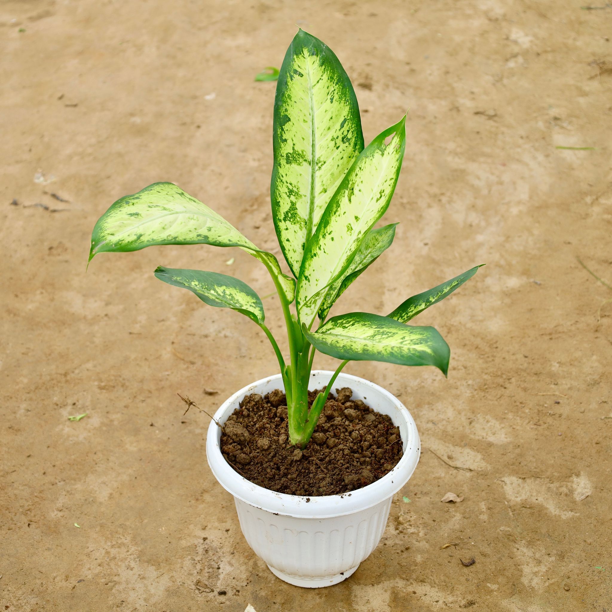 Dieffenbachia White in 10 Inch White Olive Plastic Pot