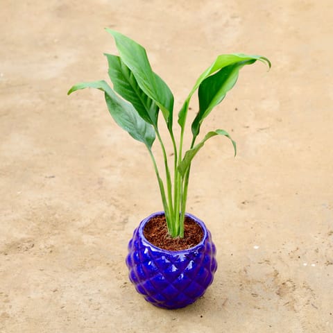 Peace Lily in 4 Inch Pineapple Ceramic Pot (Any Colour)