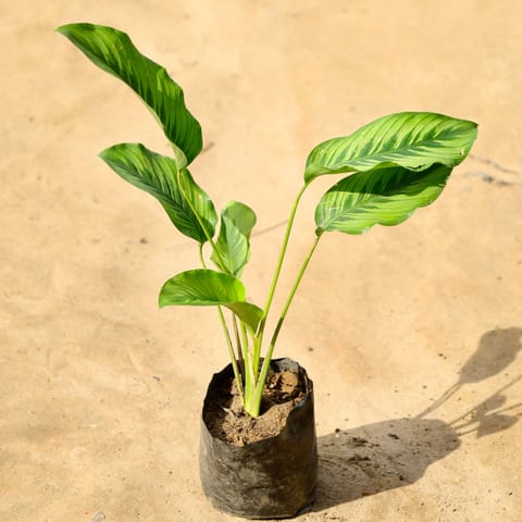 Calathea Majestica in 4 Inch Nursery Bag