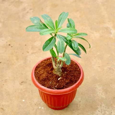 Adenium (Any Colour) in 8 Inch Terracotta Red Olive Plastic Pot