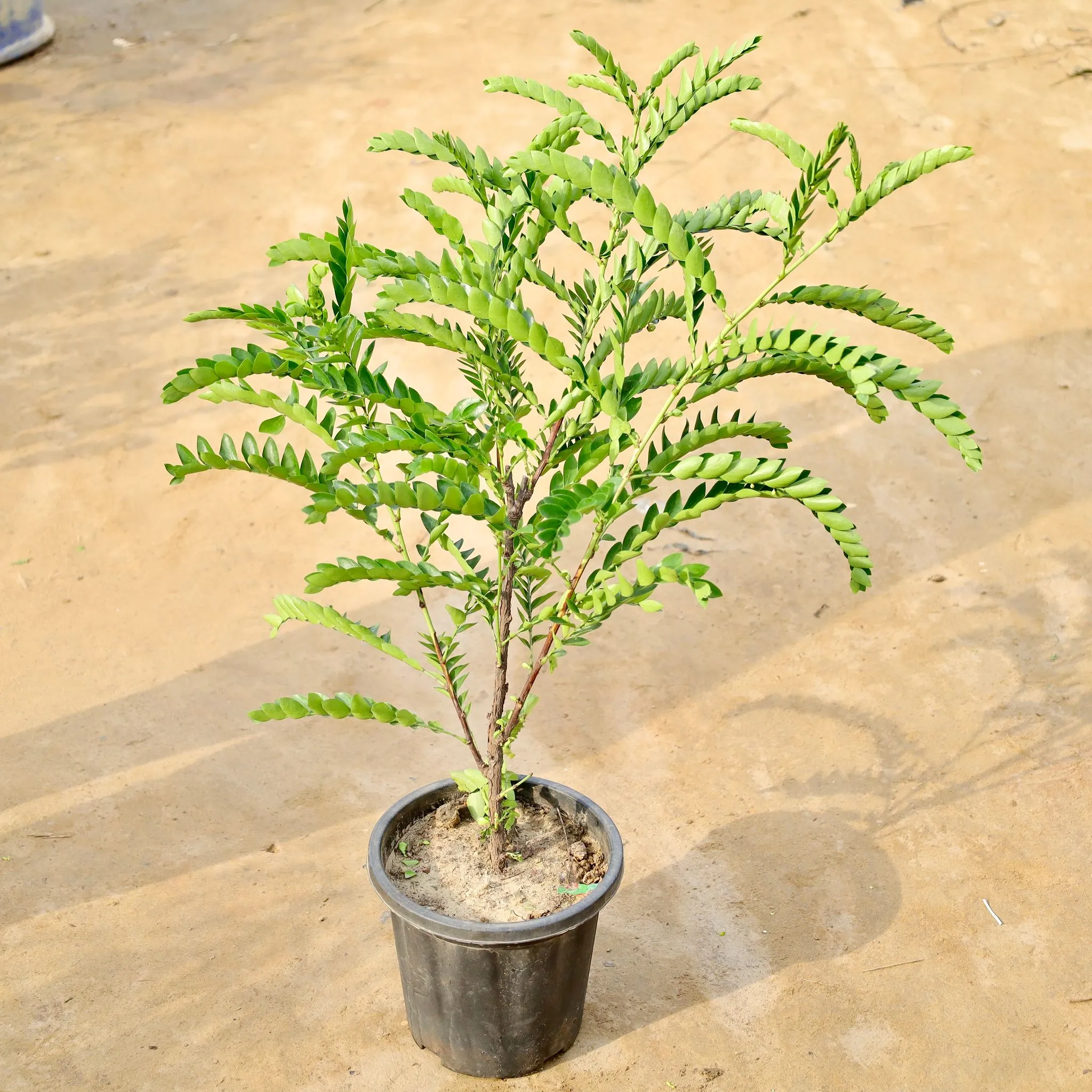 Aamras in 8 Inch Nursery Pot