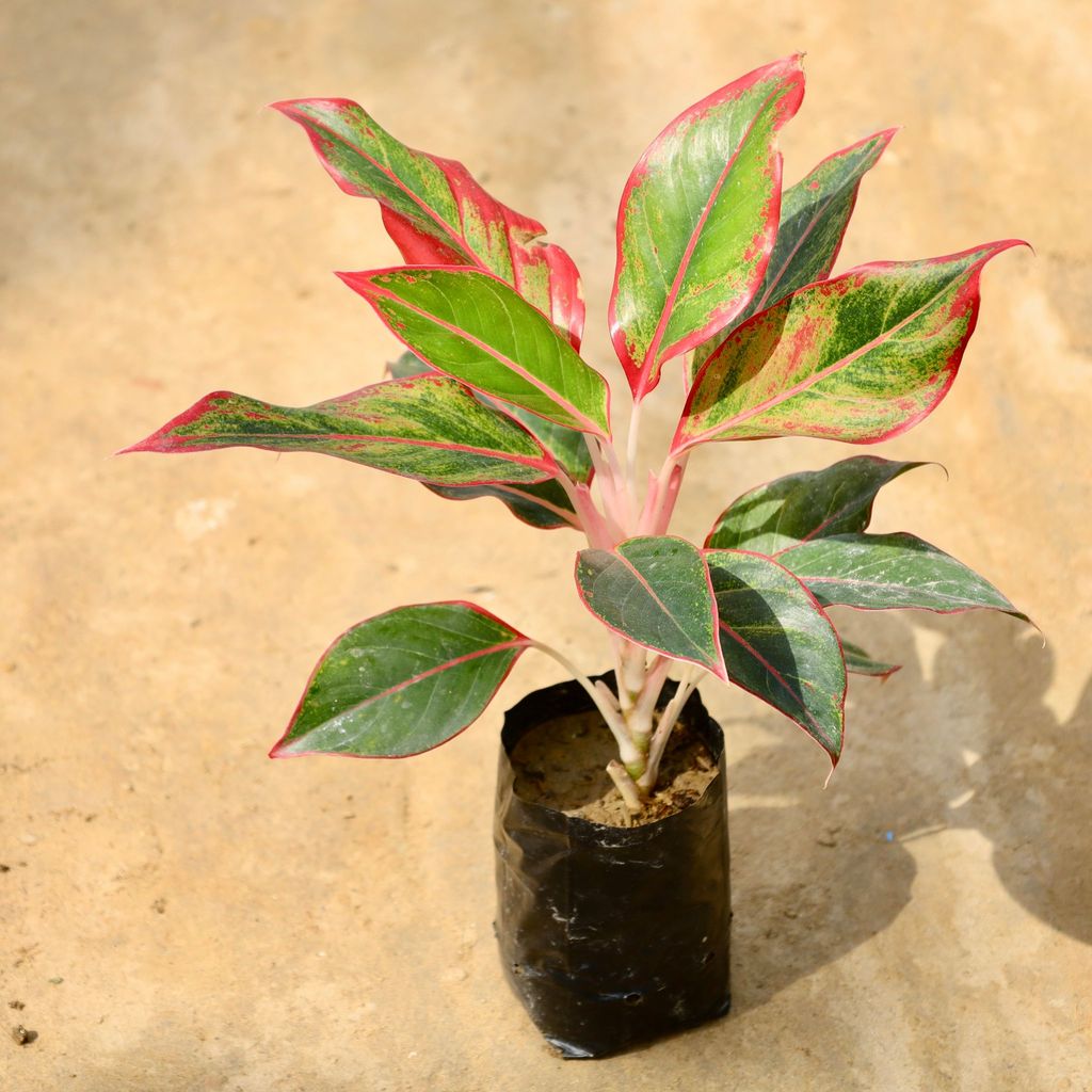 Buy Aglaonema Lipstick in 4 Inch Nursery Bag Online | Urvann.com Aglaonema Lipstick in 4 Inch Nursery Bag