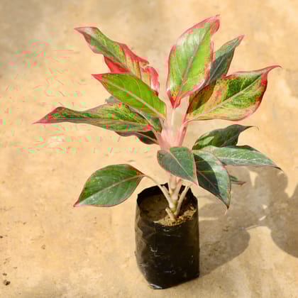 Buy Aglaonema Lipstick in 4 Inch Nursery Bag Online | Urvann.com