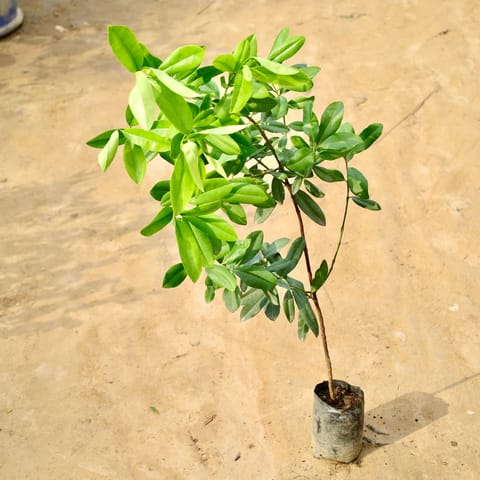 All Spice Plant in 5 Inch Nursery Bag