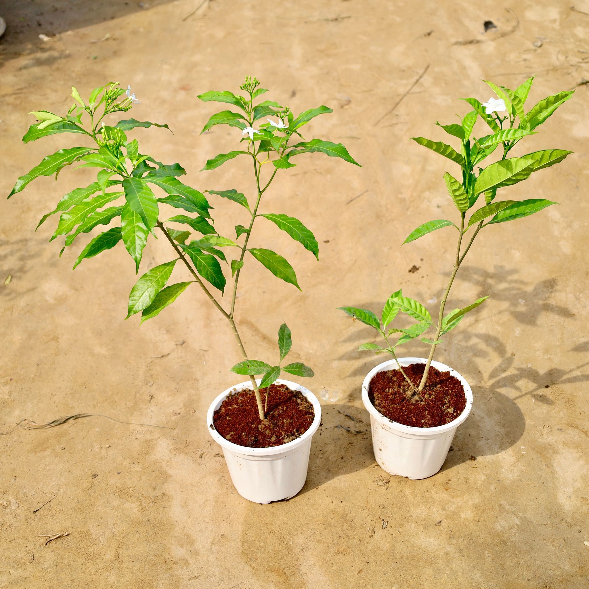 Set of 2 - Chandni Double & Desi in 6 Inch Nursery Pot