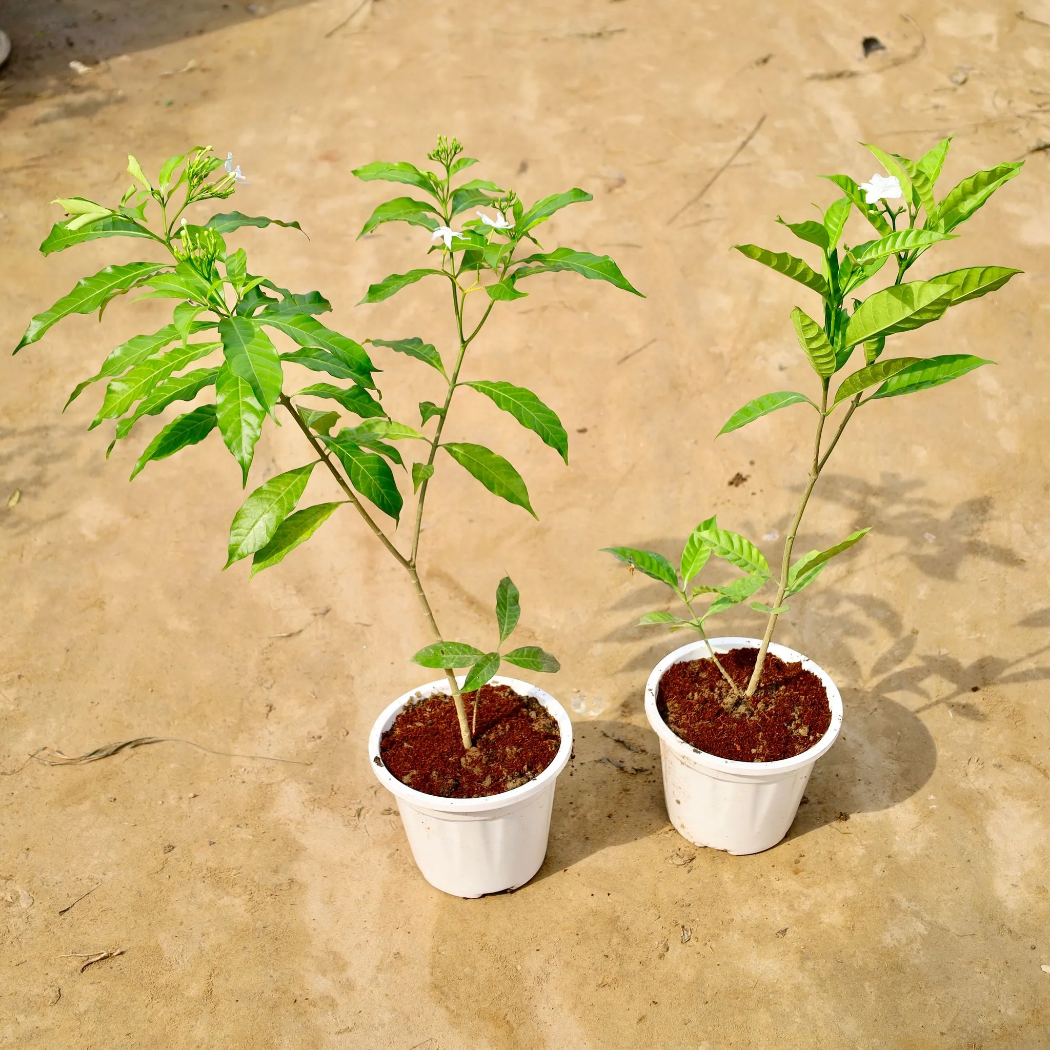 Set of 2 - Chandni Double & Desi in 6 Inch Nursery Pot