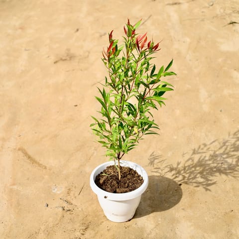 Syzygium Red in 8 Inch White Classy Plastic Pot