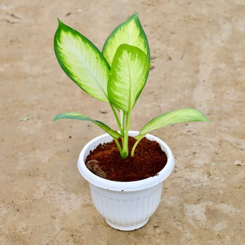 Dieffenbachia Honeydew in 8 Inch White Olive Plastic Pot