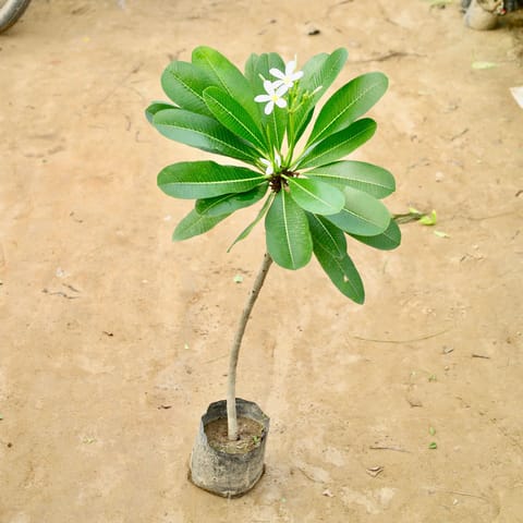 Champa White / Plumeria (3-4 Ft) in 8 Inch Nursery Bag