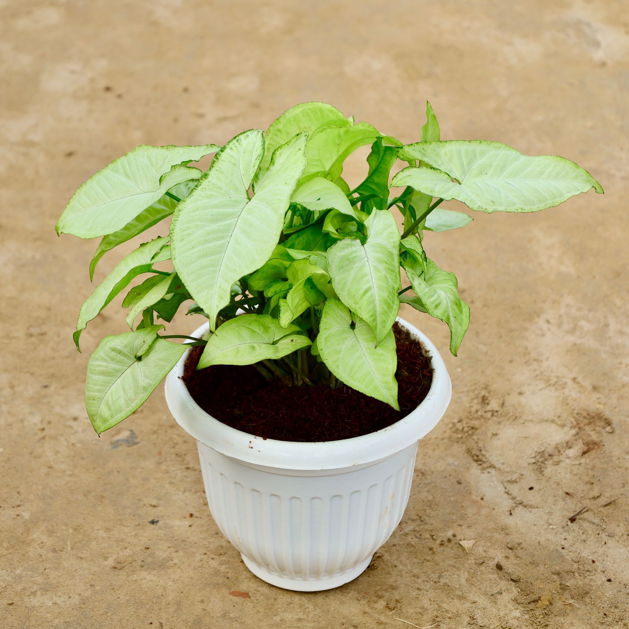 Syngonium White in 8 Inch White Olive Plastic Pot