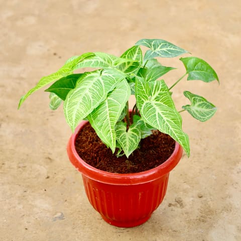 Syngonium Green in 8 Inch Terracotta Red Olive Plastic Pot