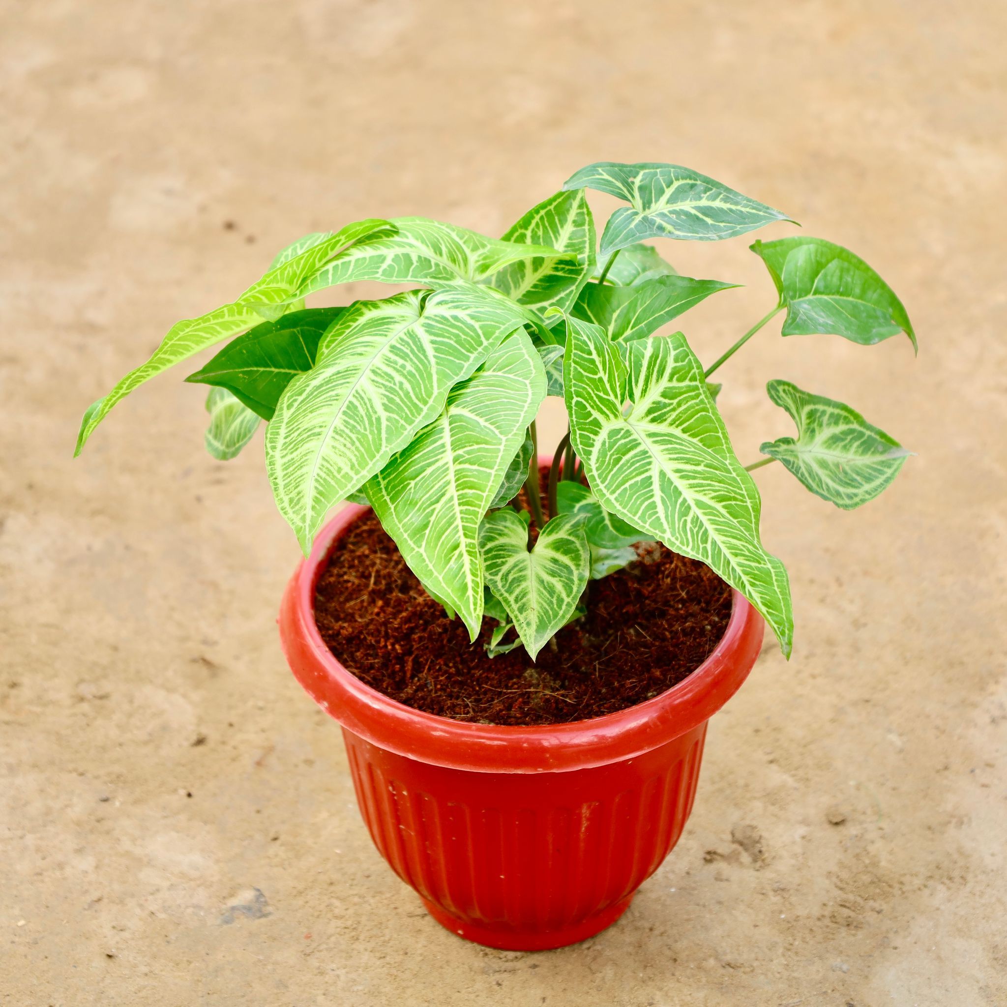 Syngonium Green in 8 Inch Terracotta Red Olive Plastic Pot