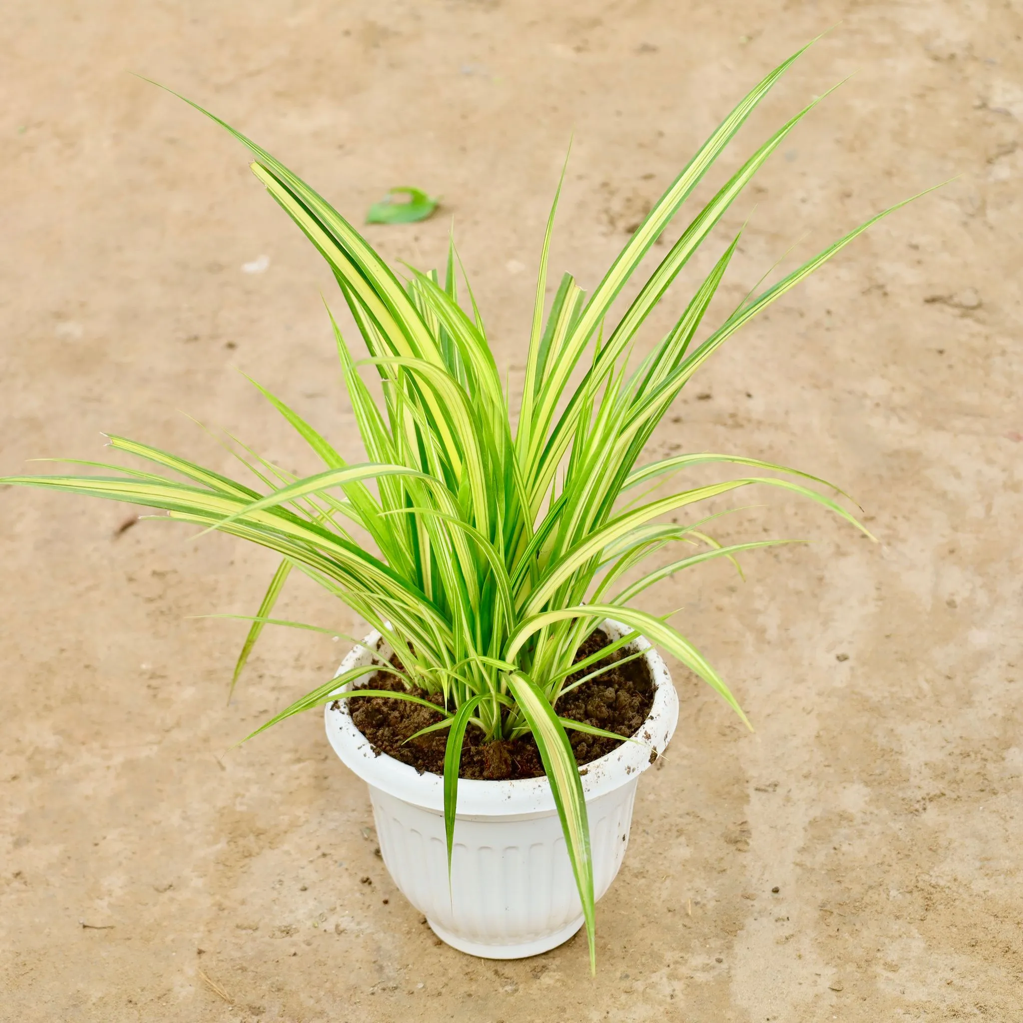 Pandanus / Golden Spider in 8 Inch White Olive Plastic Pot