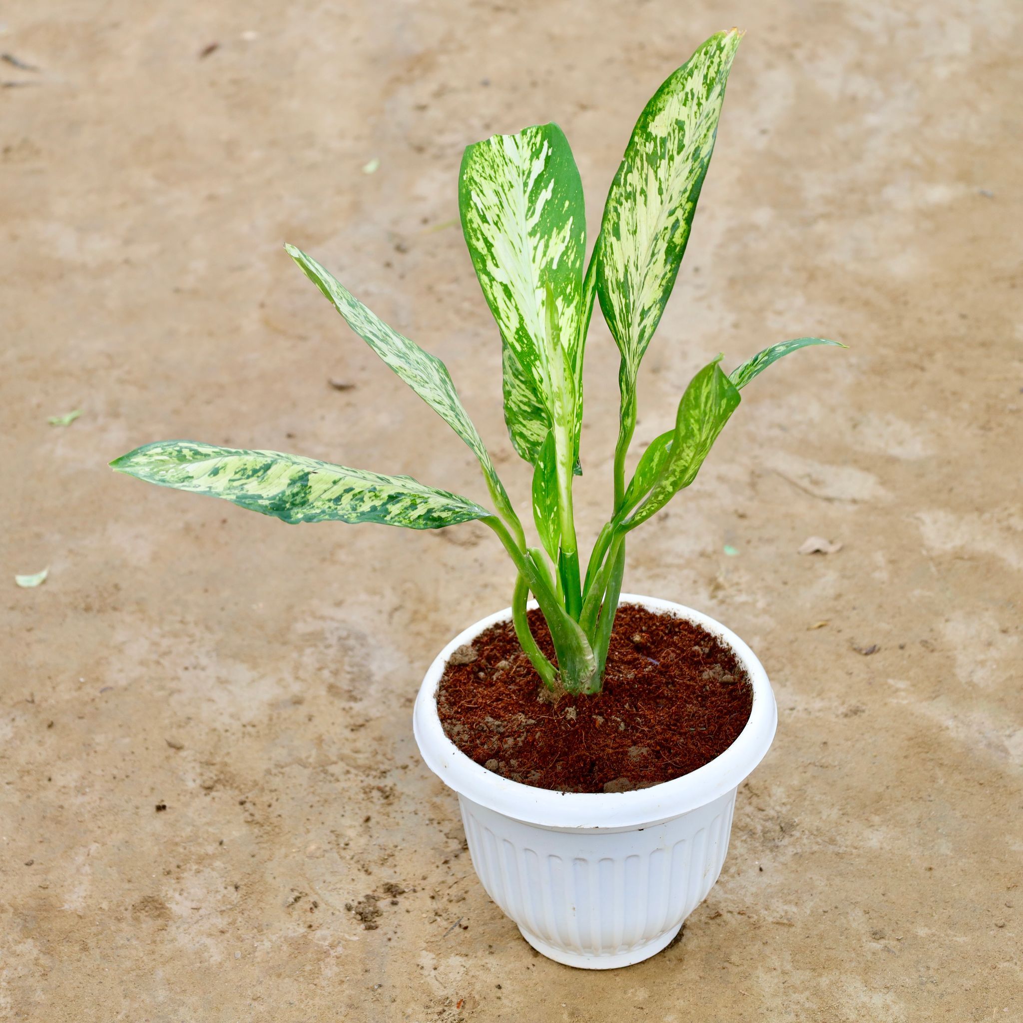 Dieffenbachia Sparkle in 8 Inch White Olive Plastic Pot