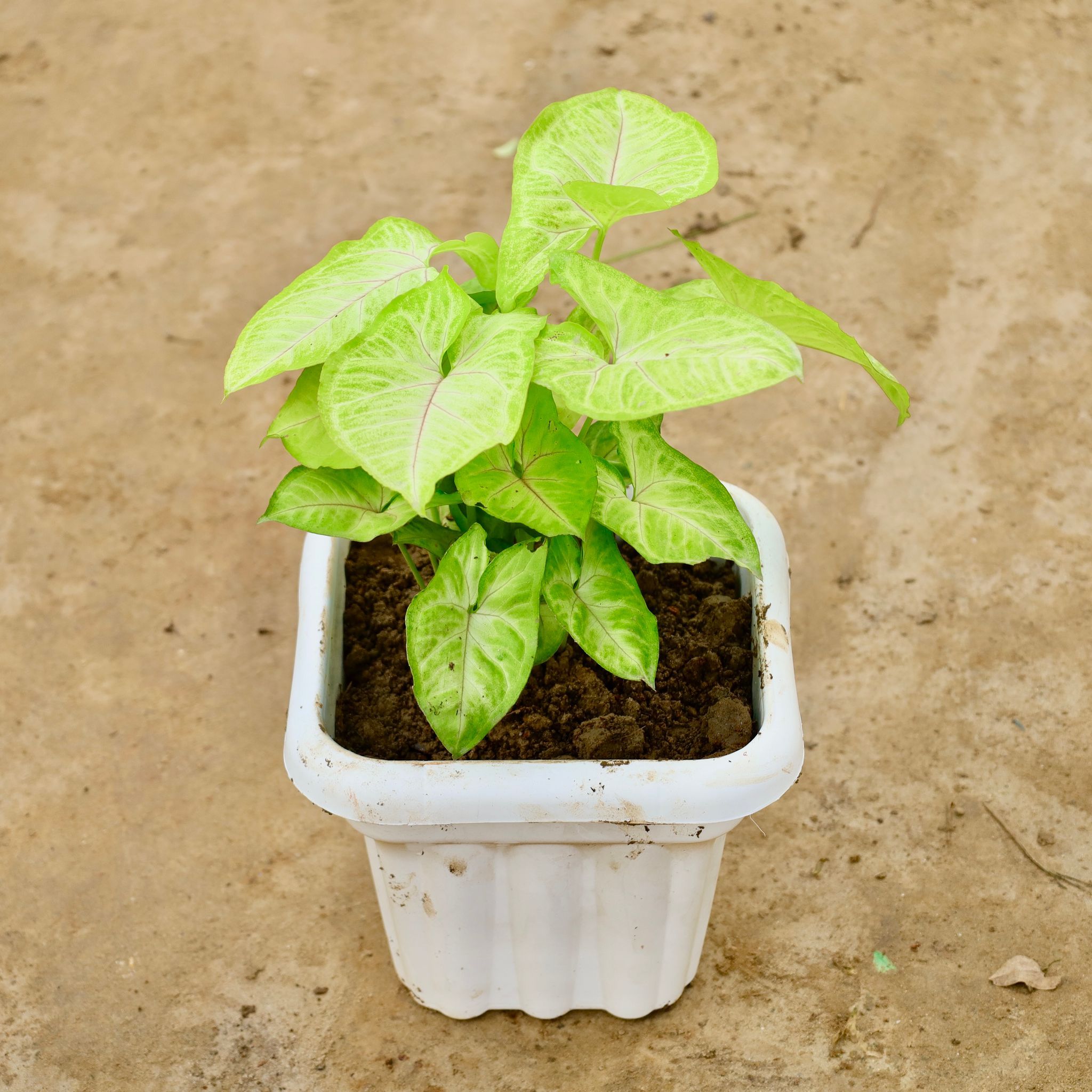 Syngonium Golden in 8 Inch White Heavy Square Plastic Pot