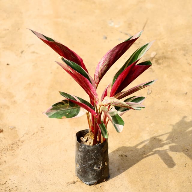 Calathea Tricolour in 4 Inch Nursery Bag