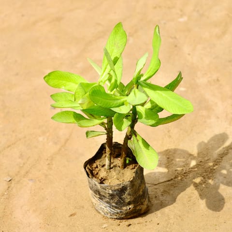 Euphorbia umbellata in 4 Inch Nursery Bag