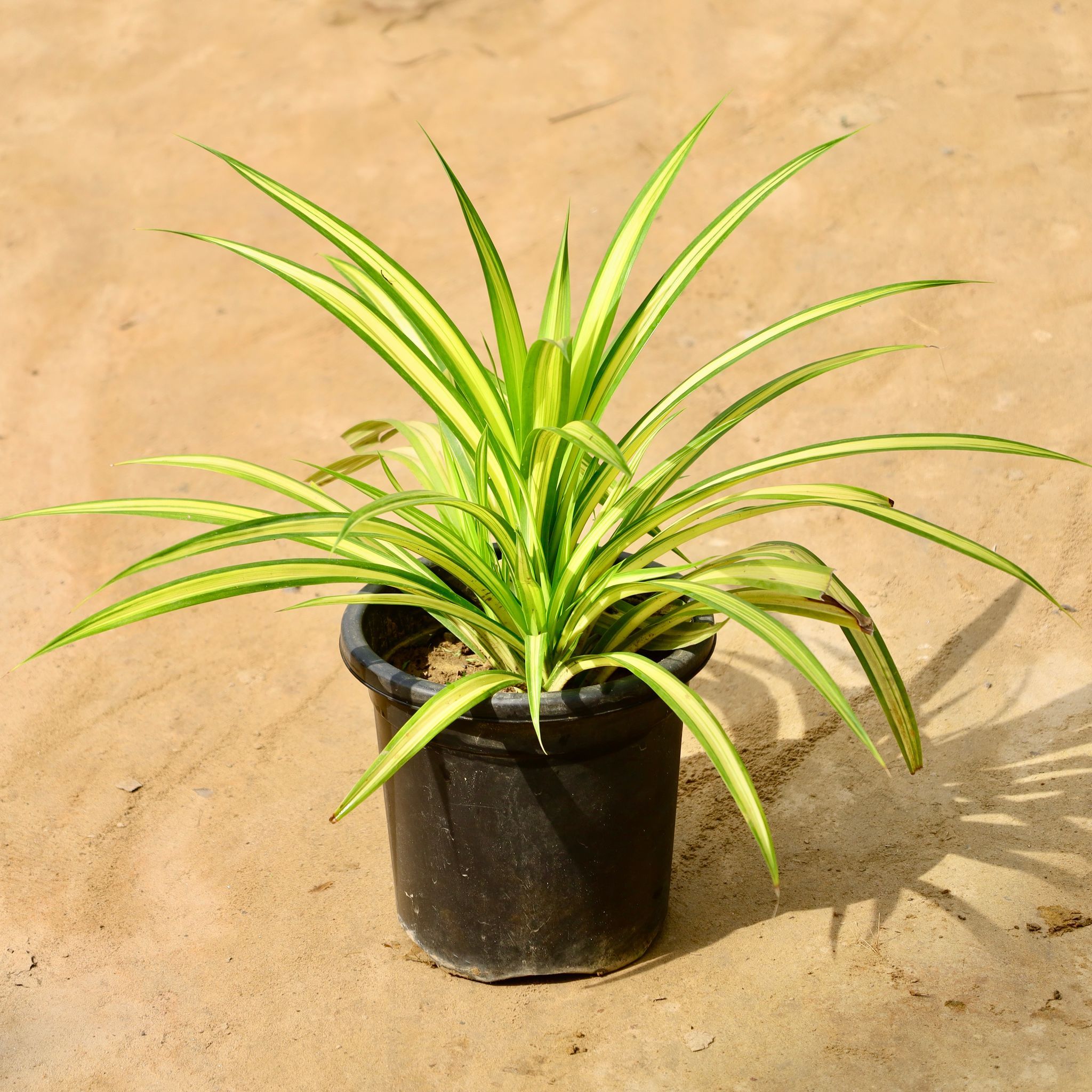 Pandanus / Golden Spider in 8 Inch Nursery Pot