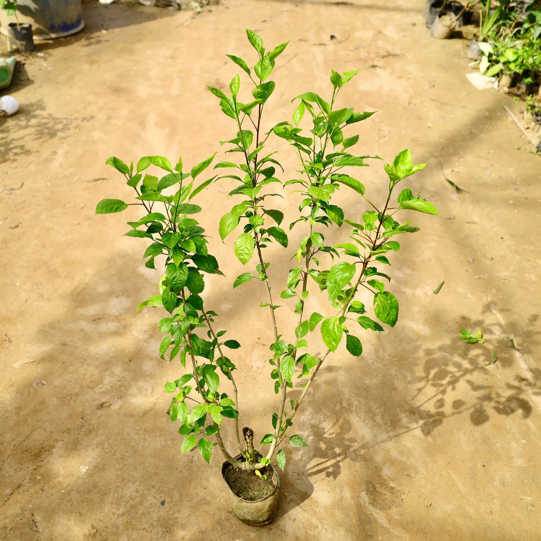 Hibiscus / Gudhal Desi Red (4 Ft) in 8 Inch Nursery Bag