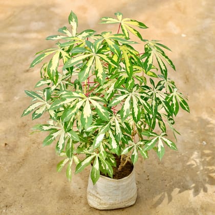 Buy Tapioca / Cassava in 8 Inch Nursery Bag Online | Urvann.com