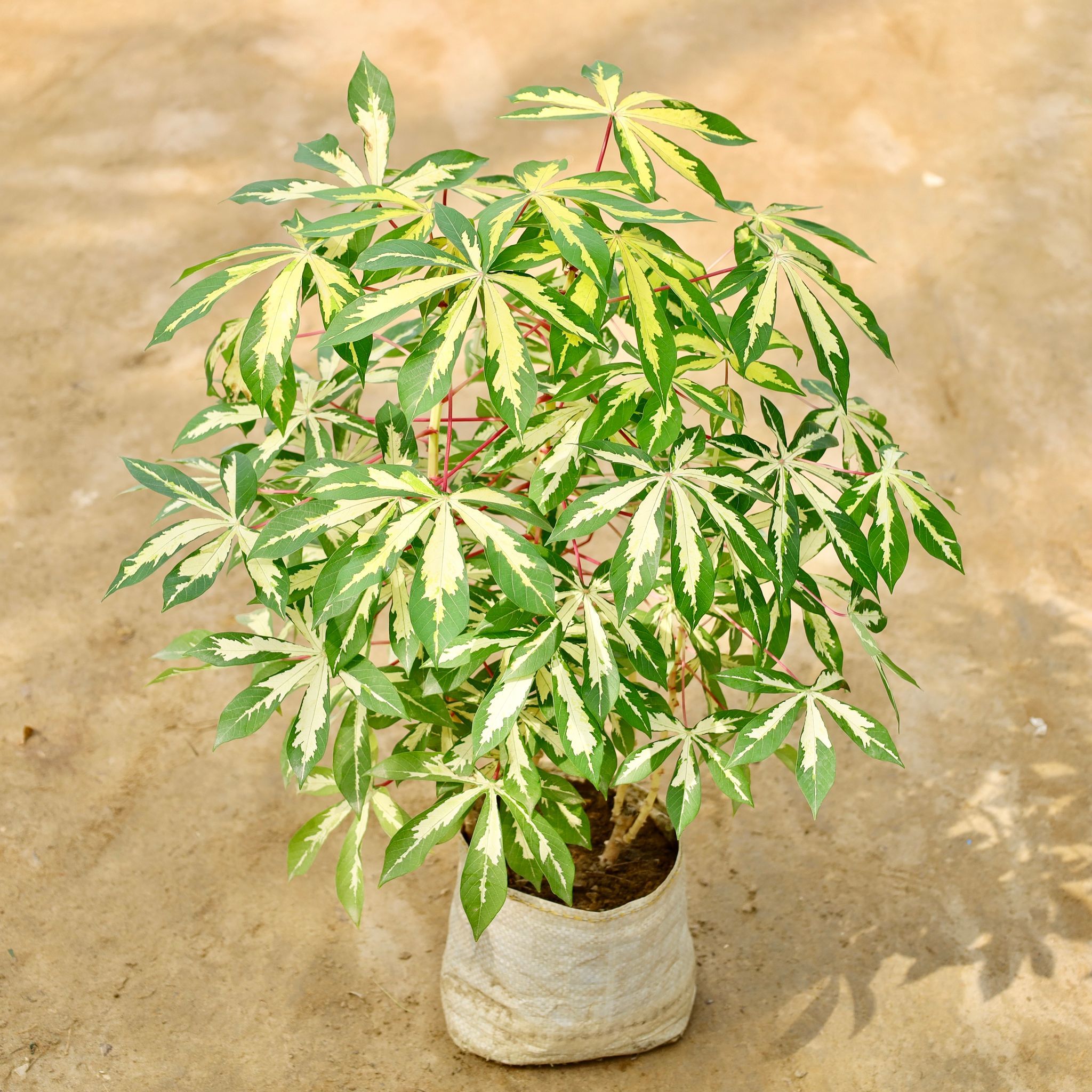 Tapioca / Cassava in 8 Inch Nursery Bag