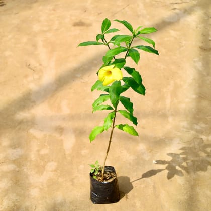 Buy Allamanda Yellow in 6 Inch Nursery Bag Online | Urvann.com
