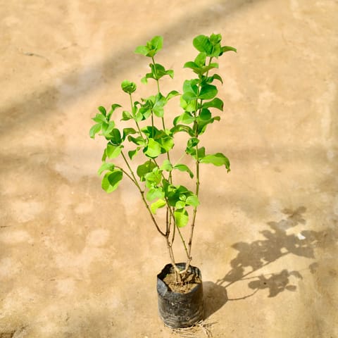 Allamanda Red in 5 Inch Nursery Bag