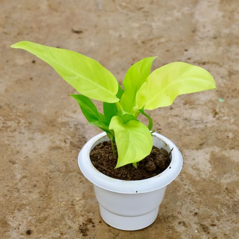 Philodendron Ceylon Golden in 6 Inch White Classy Plastic Pot