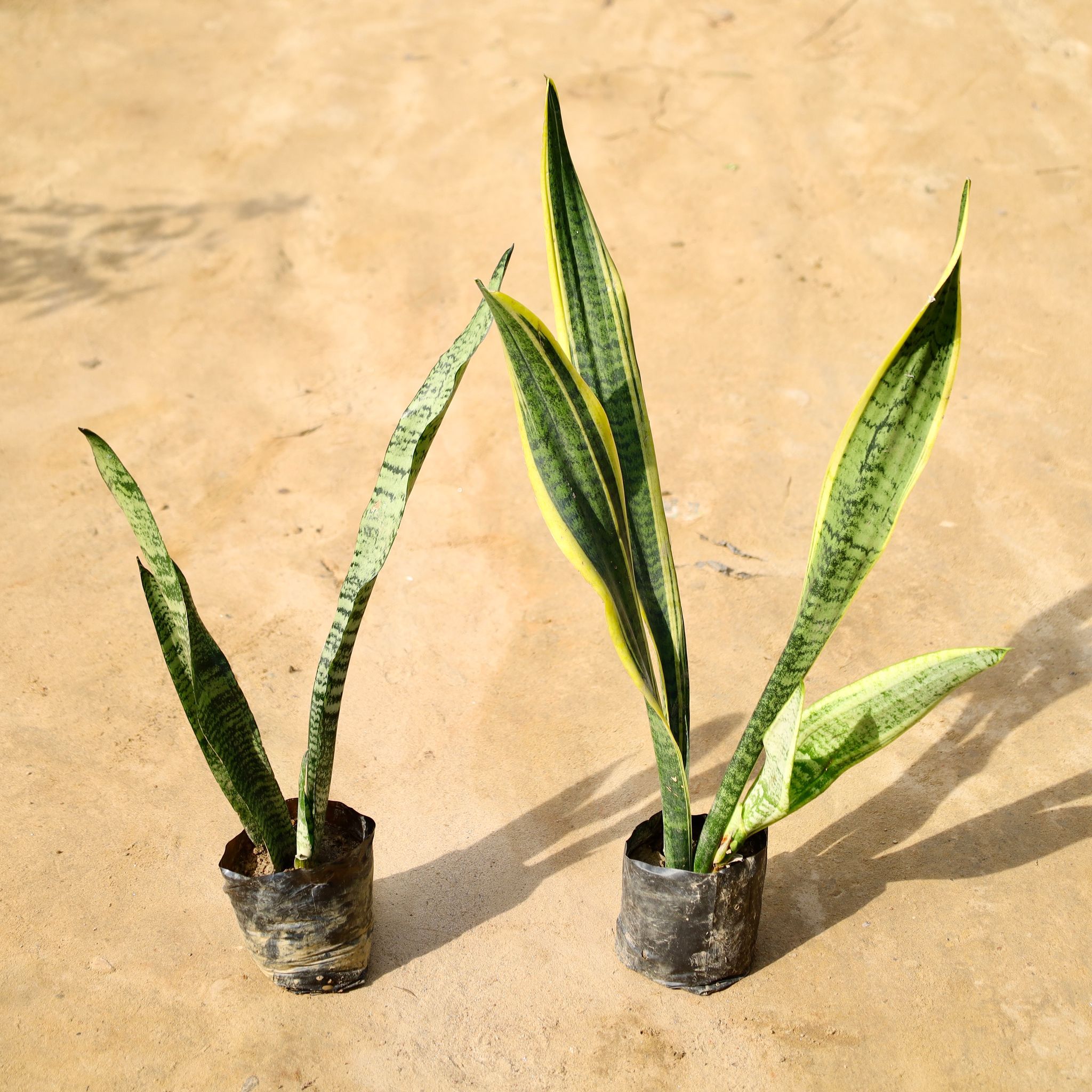 Set of 2 - Snake (Yellow & Green) in 4 Inch Nursery Bag
