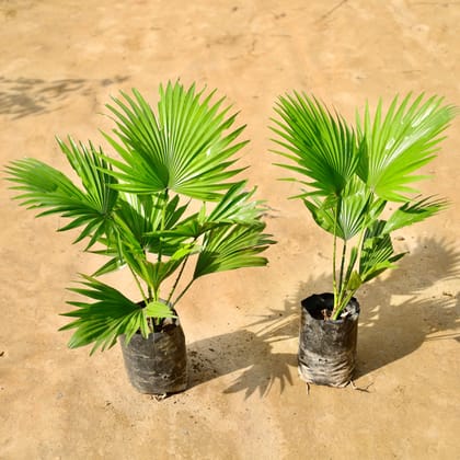 Buy Set of 2 - China Palm in 4 Inch Nursery Bag Online | Urvann.com
