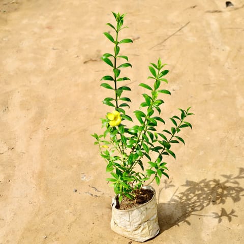 Allamanda Dwarf Yellow in 8 Inch Nursery Bag