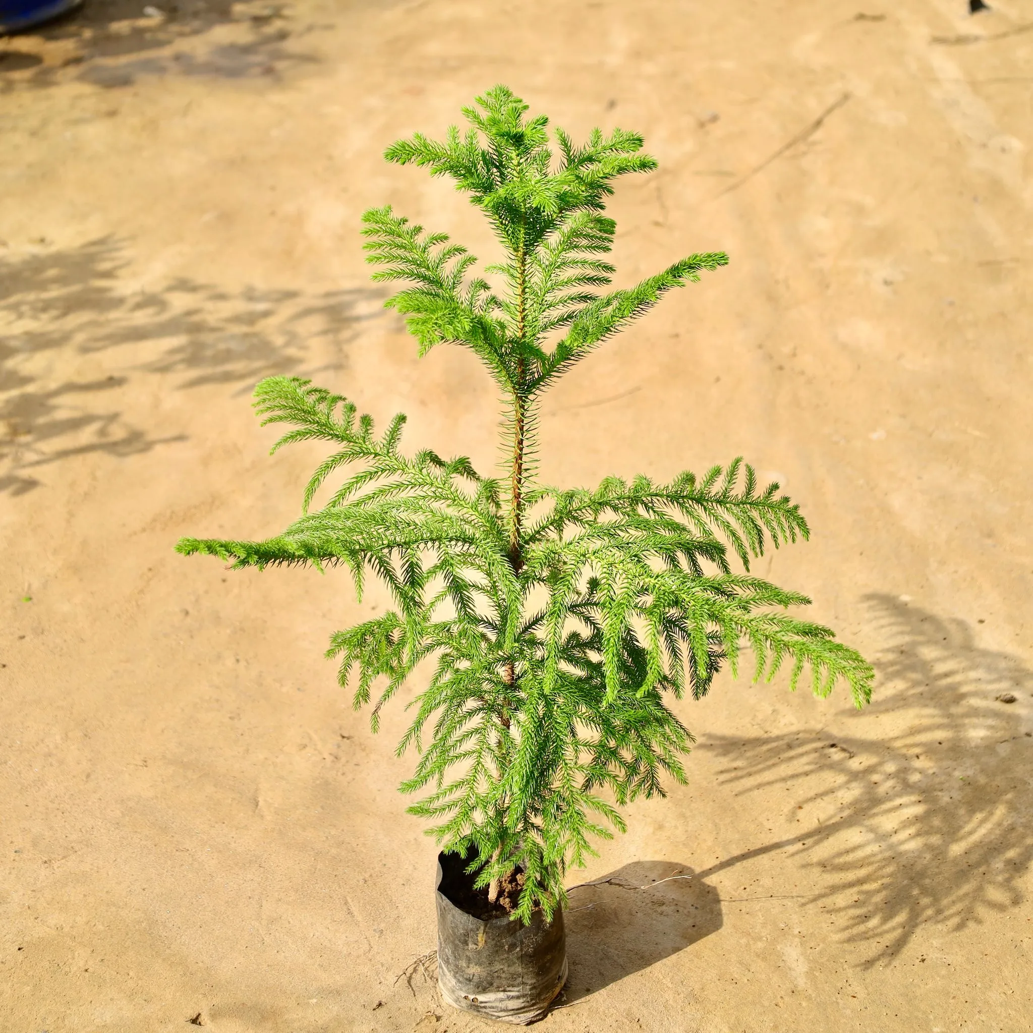 Araucaria / Christmas Tree (1.5-2 Ft) in 5 Inch Nursery Bag