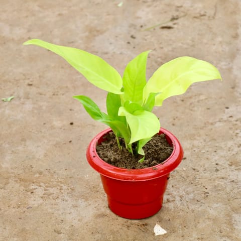 Philodendron Ceylon Golden in 6 Inch Red Classy Plastic Pot