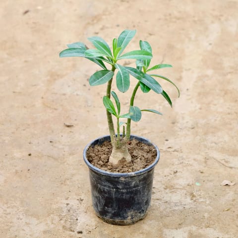 Adenium (Any Colour) in 6 Inch Nursery Pot