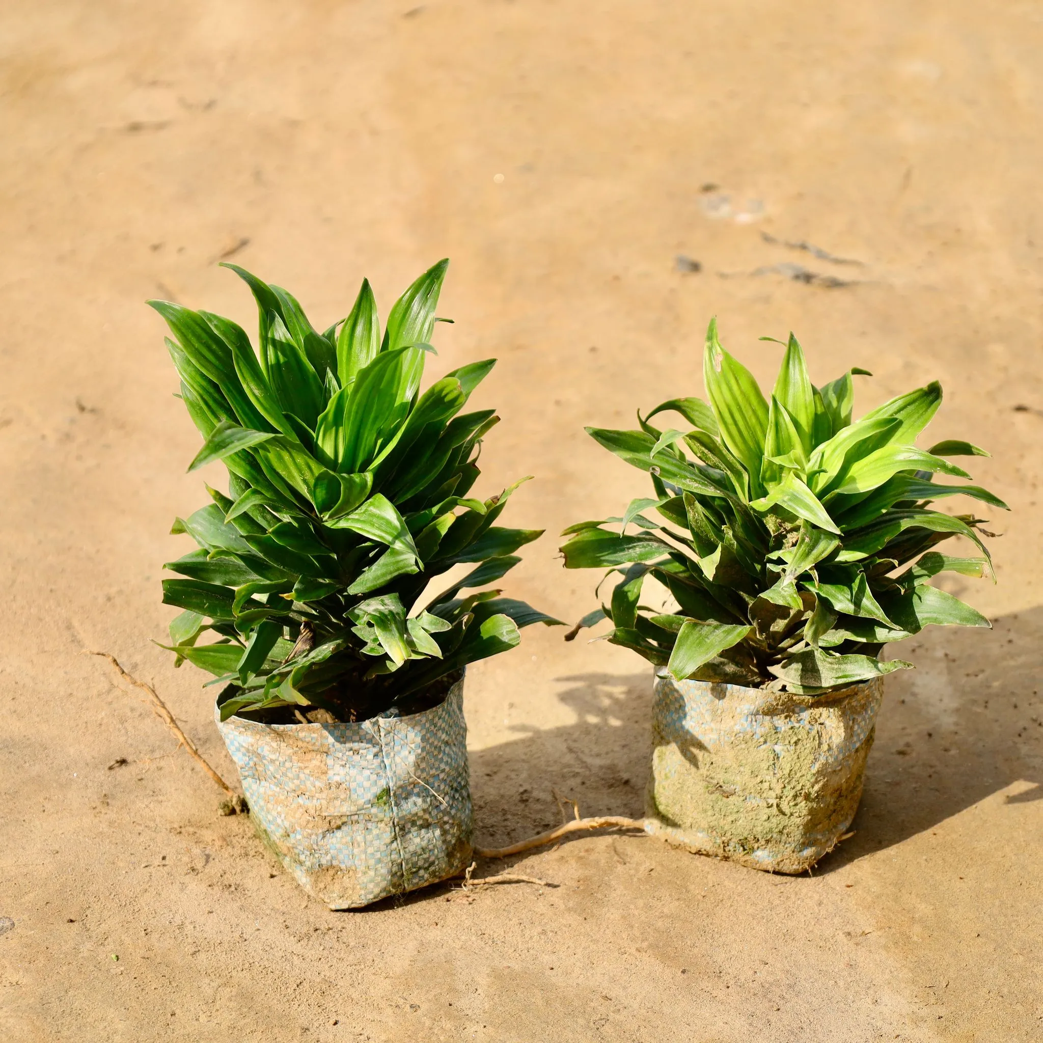 Set of 2 - Dracaena Compacta in 4 Inch Nursery Bag