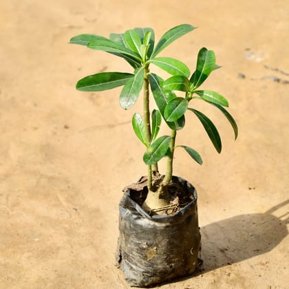 Buy Adenium (Any Colour) in 4 Inch Nursery Bag Online | Urvann.com