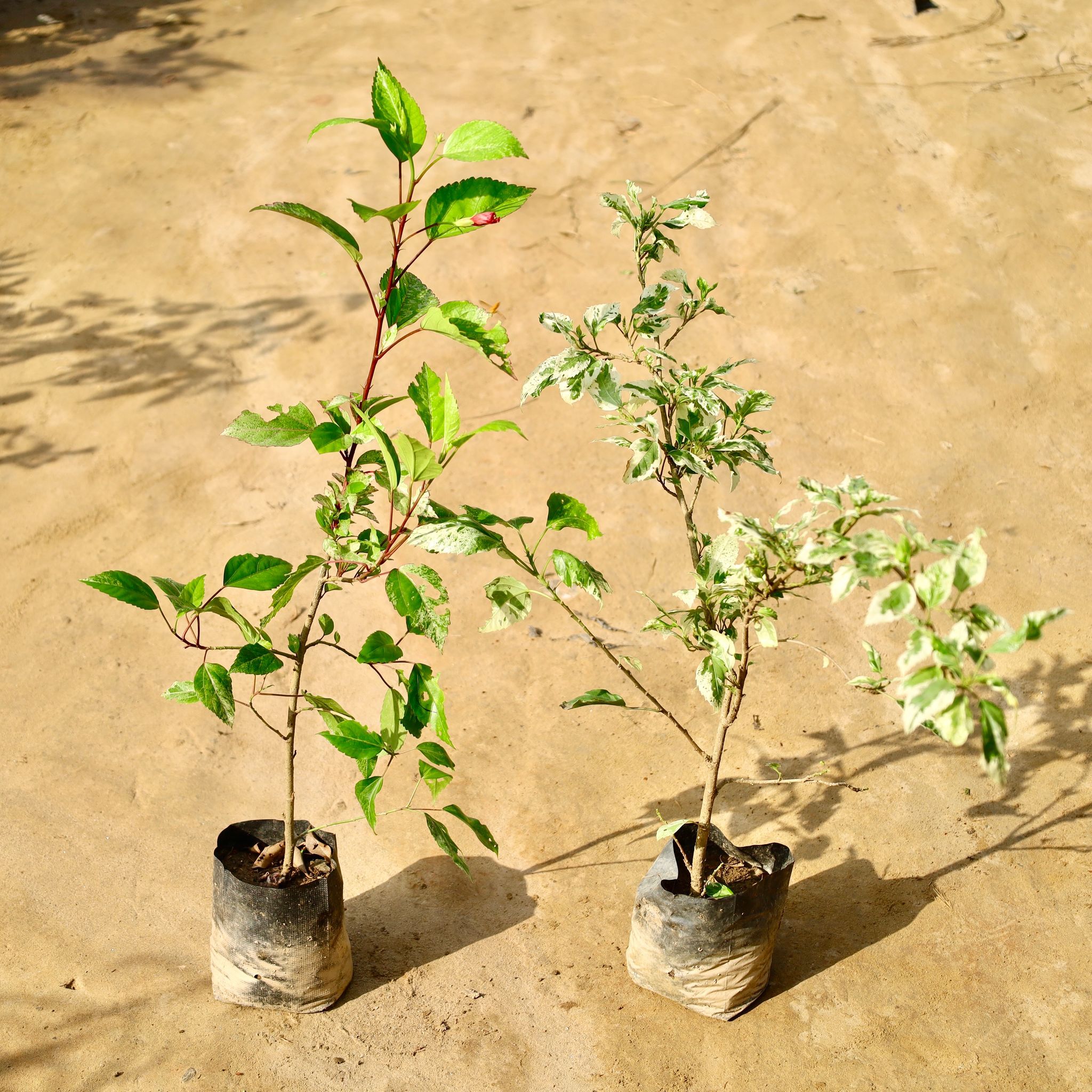 Set of 2 - Hibiscus (Desi & Variegated) in 6 Inch Nursery Bag