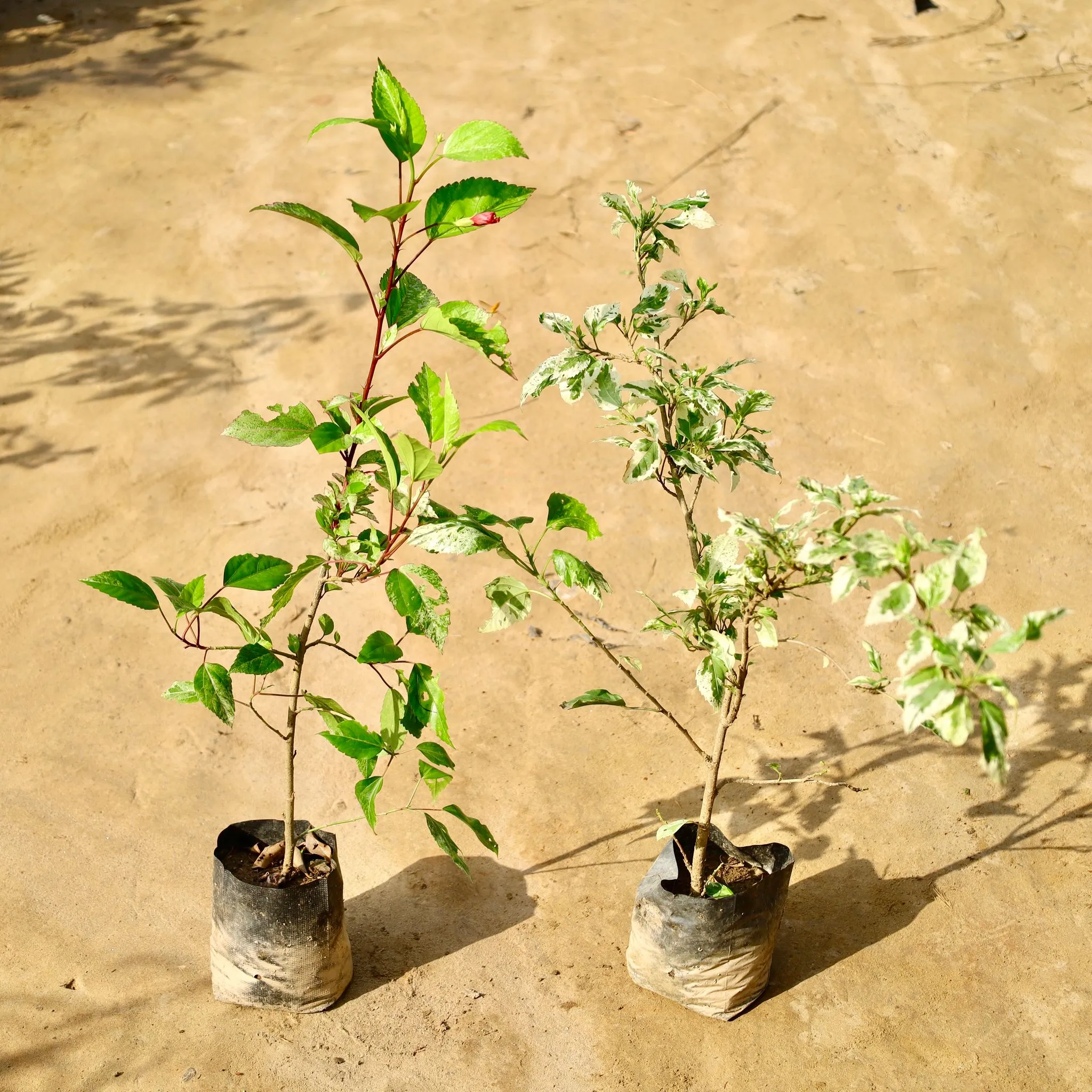 Set of 2 - Hibiscus (Desi & Variegated) in 6 Inch Nursery Bag