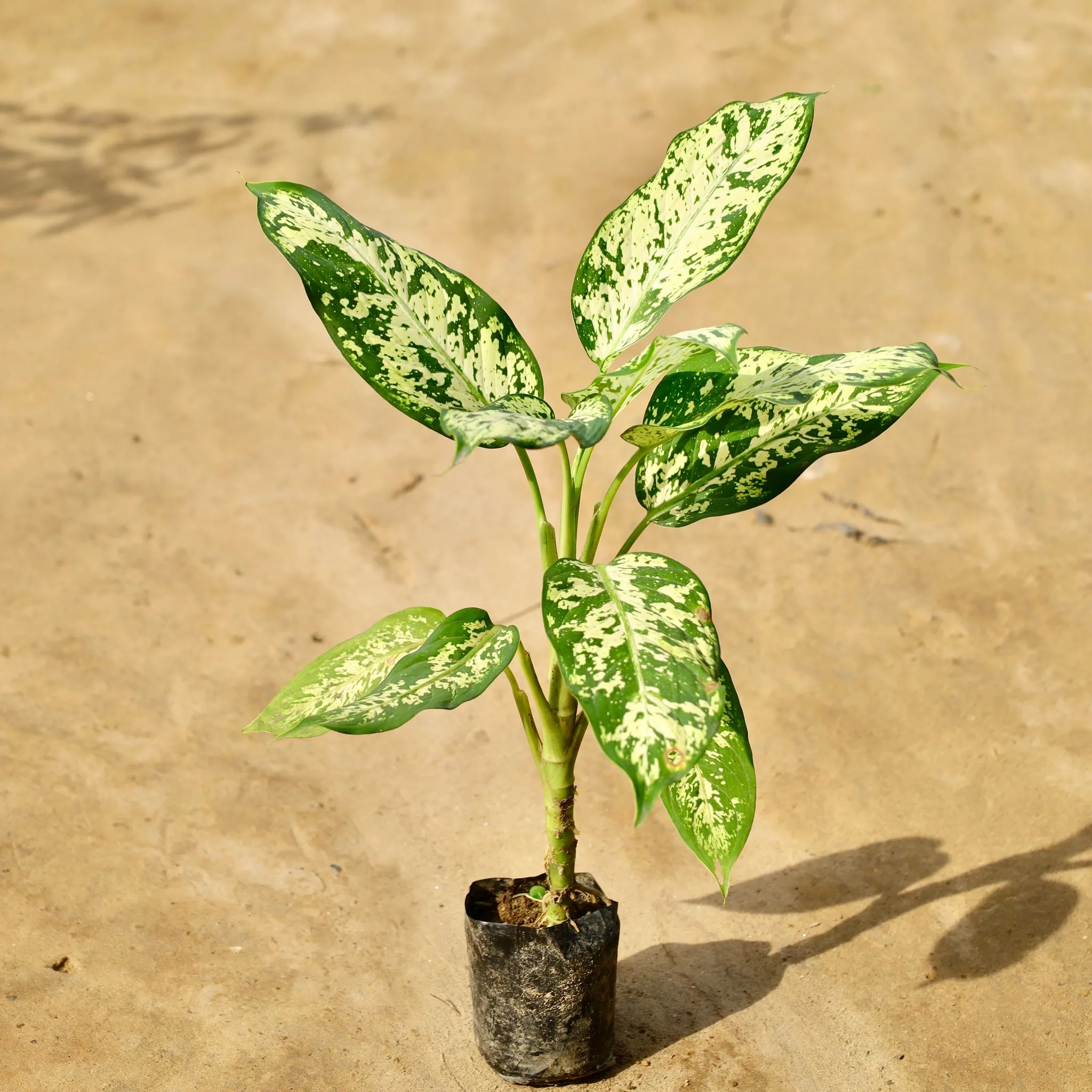 Dieffenbachia Sparkle (1-2 Ft) in 4 Inch Nursery Bag